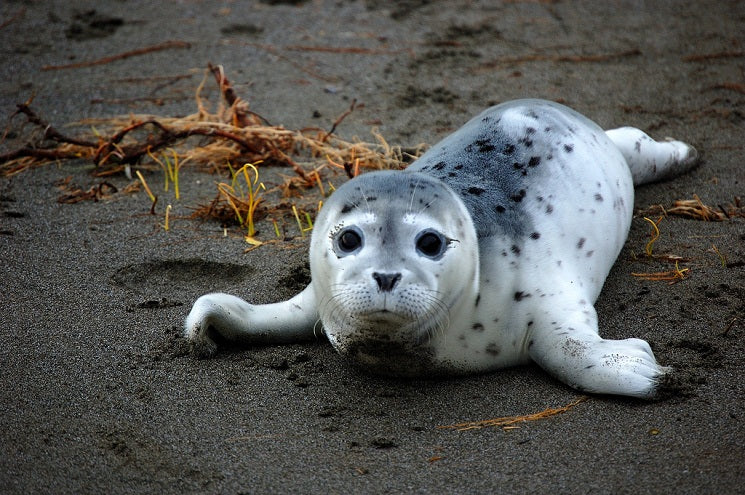 Save Our Seals