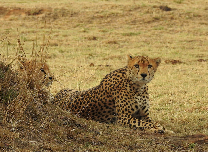 Saving wildlife means more than rescuing species...